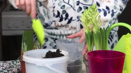 Woman potting flowers indoors at home