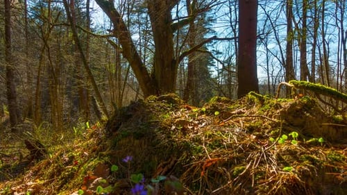 Spring Forest and Flowers