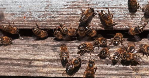 |European Honey Bee, apis mellifera, Black Bees at the Entrance of the Hive, Insect in Flight