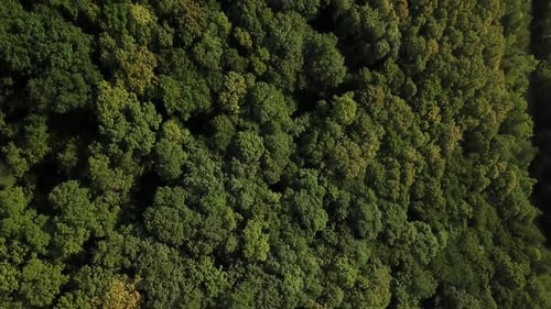 Aerial Top View of Caucasian Mountain Forest, Texture of Forest View From Above