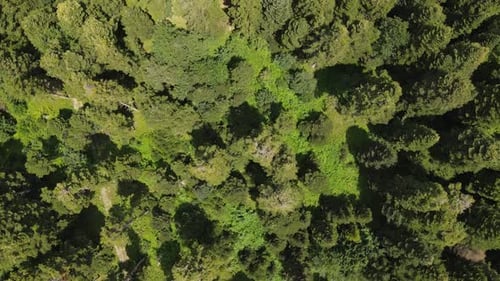 Umgebung Natürlicher Wald