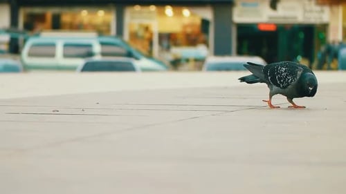 Wild Pigeon