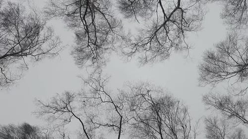 Arbres et vent
