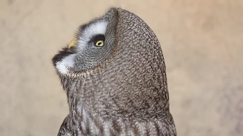 Close Up of Gray Owl Turning Head