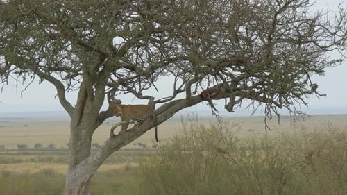 Leopard standing in a tree near a carcass