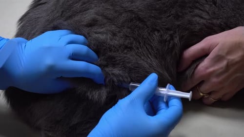 Veterinarian Giving Gray Cat Injection