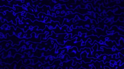 Blue Topographic Lines Loop Background