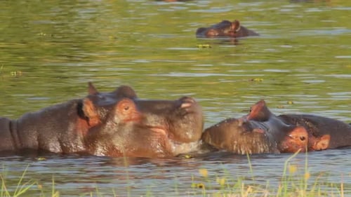Two fighting young male hippopotamus Hippopotamus