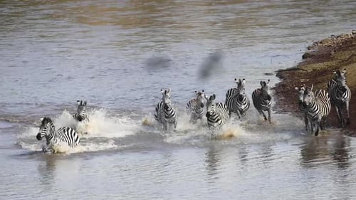 Slow Motion Herd Of Zebra Running In Water