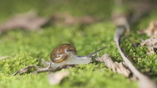 langsame Schnecke gleitet über eine moosige grüne Oberfläche