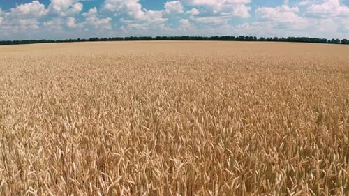 Aerial View of Wheat Field at Summer