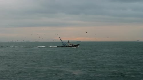 Fishing Boat with Seagulls Flying After It