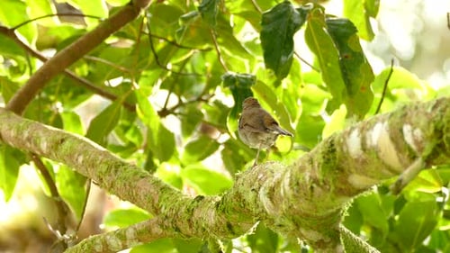 Thrush bird perched majestically on leafy branch in a Costa Rica forest.