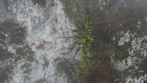 Mystical Autumn Forest on the Steep Slopes of the Mountain