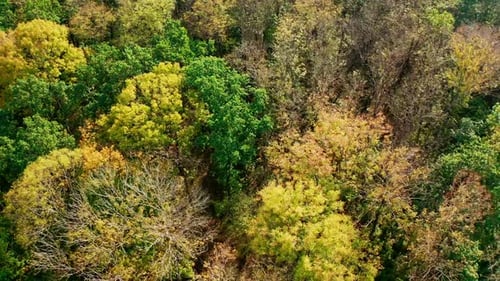 Colorful trees background. Beautiful forest in autumn in sunny day.