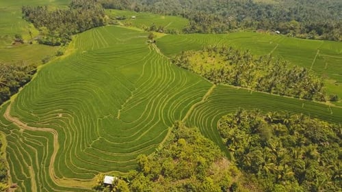 Terrasse: Reisfelder, Bali, Indonesien