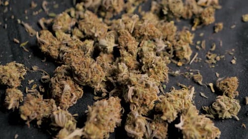 Close-up of Cannabis Buds Falling on Pile