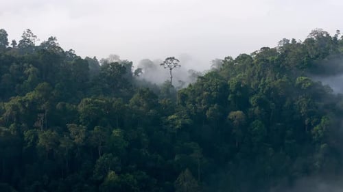 Fog Drifting Through Lush Green Tropical Rainforest