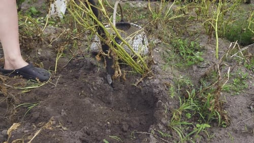 Harvesting Fresh Potatoes in a Rural Garden
