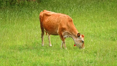 Brown Cow Grazing Peacefully in Green Field