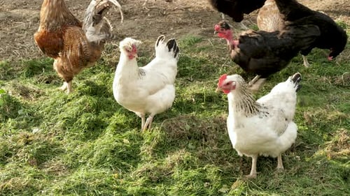 Chickens Pecking and Strutting on Green Grass