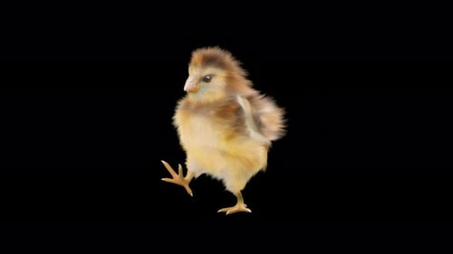 Cute Little Chick Walking with Alpha Channel