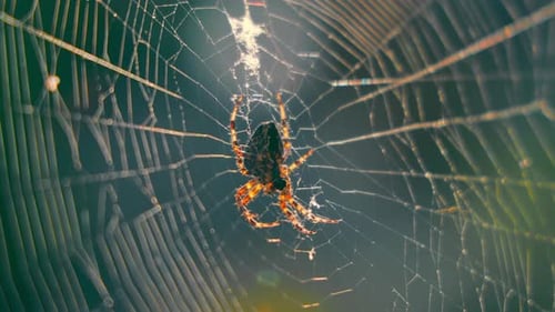 Large Venomous Spider Close Up in a Web Illuminated By Sunlight