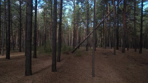 Up In The Pine Forest