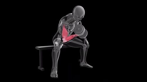 Dumbbell Concentration Curls