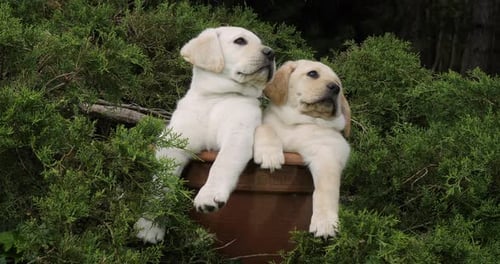 Yellow Labrador Retriever, Puppies Playing in a Flowerpot, Normandy, Slow Motion 4K