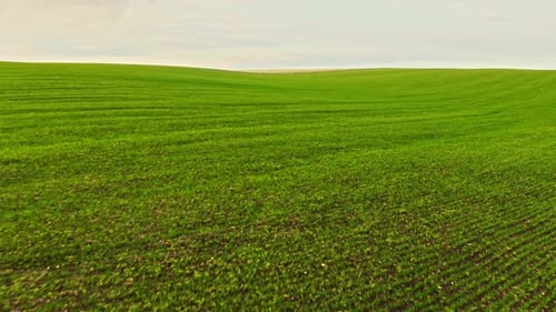 Bright Green Field with Beautiful Clouds