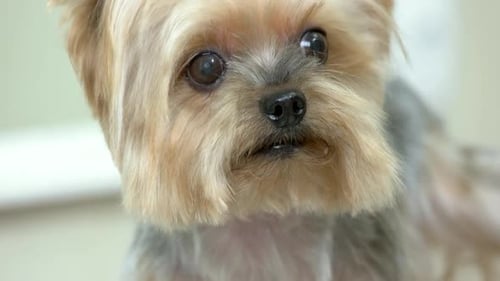 Cute York Terrier Face