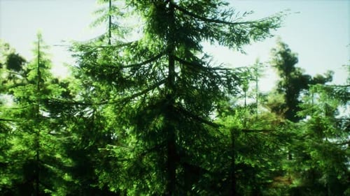 Green Cone Trees in Bright Sun Light