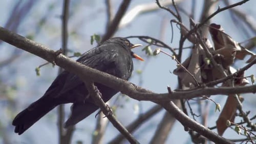 Ralenti plan moyen-rapproché bas d'un jeune merle noir, assis sur une branche qui se lève dans le vent.