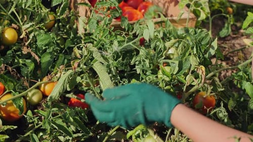 Frau in Handschuhen pflückt Tomaten aus der Nähe der Pflanzen