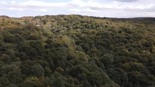 Aerial Forest