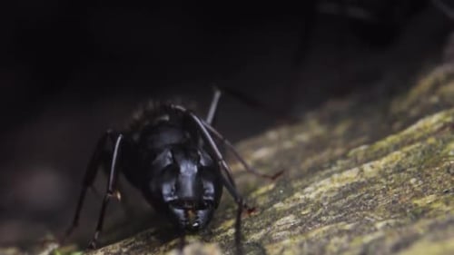 Entrance of Ant Nest Macro