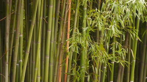 Bamboo Grove One Can See the Ttrunks and Bamboo Leaves
