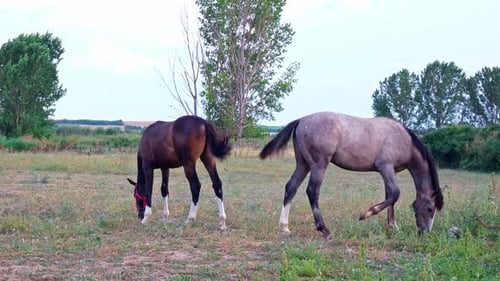 Caballo pastando 4K