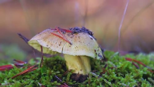 Mushroom Growing on Green Moss in Forest Close Up