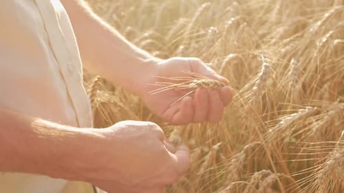Agronomist Businessman Farm Worker Checks the Quality of Barley Wheat in a Field at Sunset