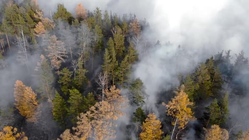 Forest Fire. Dry Undergrowth with Burning Gray Smoke in the Air, Natural Disaster.