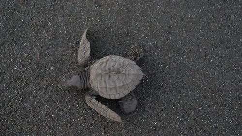 Atlantic Ridley Meeresschildkröte überquert den Strand