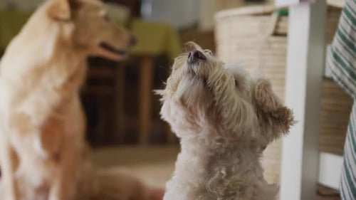 View of two cute white dogs in kitchen