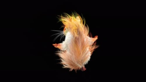 79 White Squirrel Dancing 4K