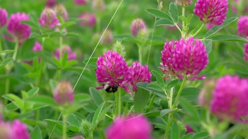 Bumblebee Pollinating Clover Flowers in a Green Field