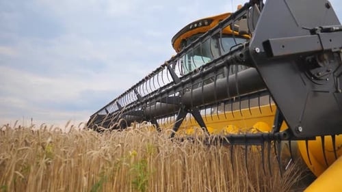 Close Up Blades of Combine Spinning and Cutting Ears of Wheat. Harvester Riding Through Field and