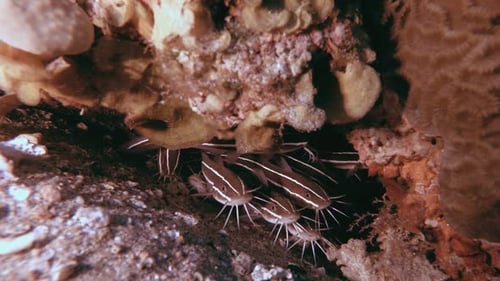 Striped Catfish Schooling