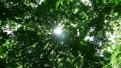 Sonnenstrahlen zwischen den Eichenzweigen im Frühling