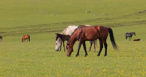 Horses Grazing on a Green Meadow in a Mountain Landscape